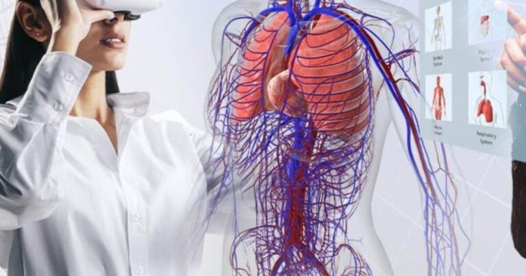 vr digital human anatomy